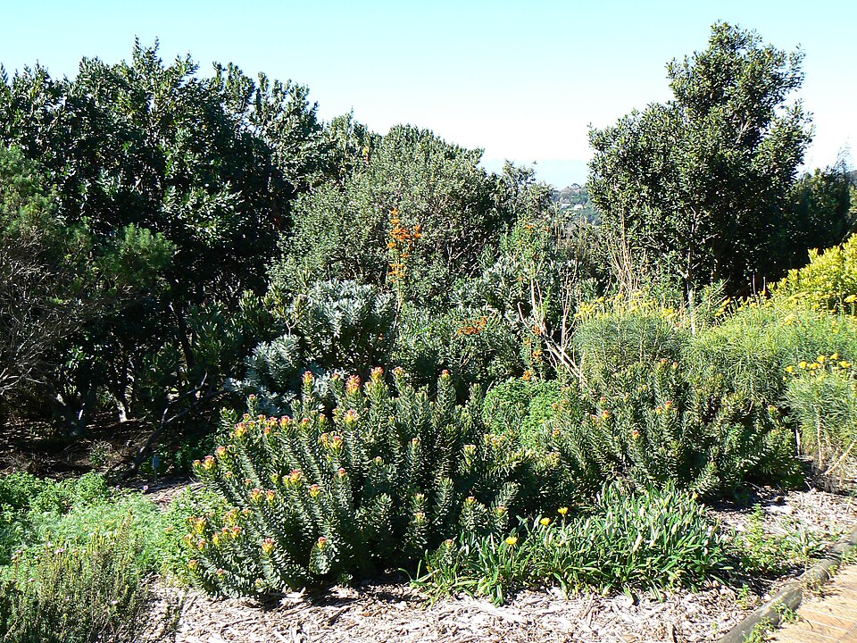 Leucospermum cuneiforme (alternate view 4)