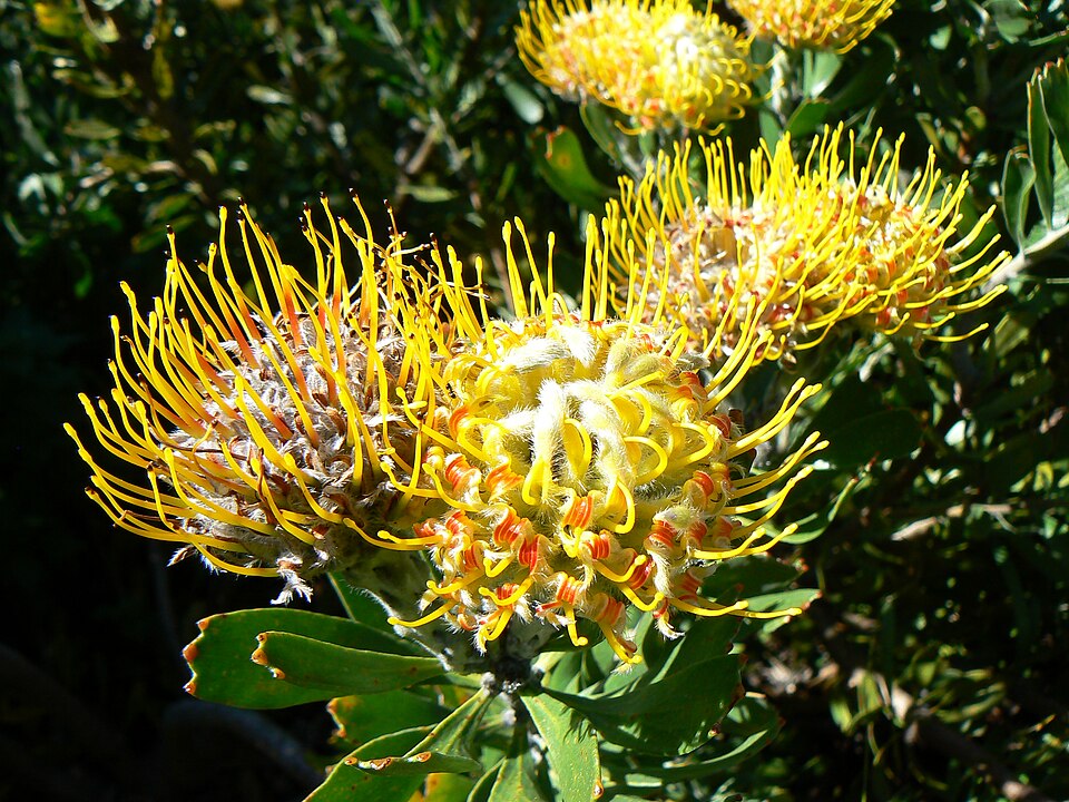 Leucospermum cuneiforme (alternate view 5)