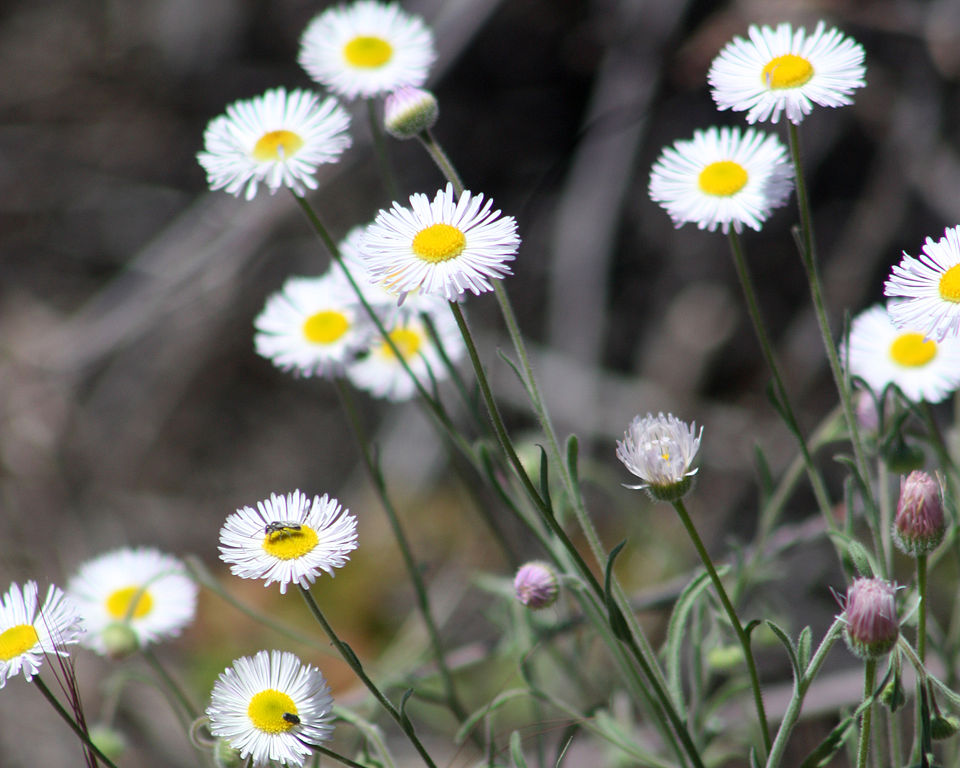 Erigeron divergens (spreading fleabane) (alternate view 2)