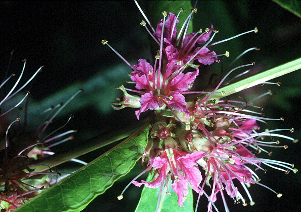 Decodon verticillatus (swamp loosestrife) (alternate view 6)