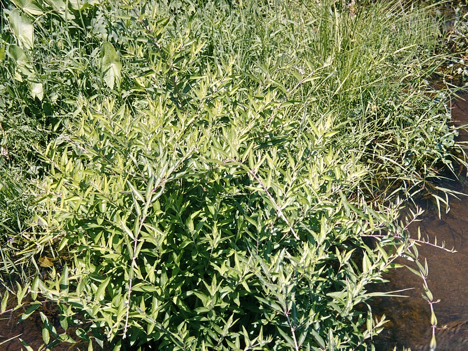 Decodon verticillatus (swamp loosestrife) (alternate view 7)
