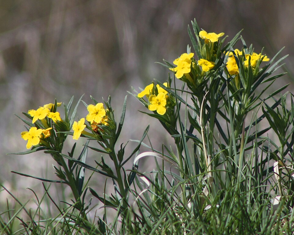 Lithospermum incisum (narrowleaf puccoon) (alternate view 8)
