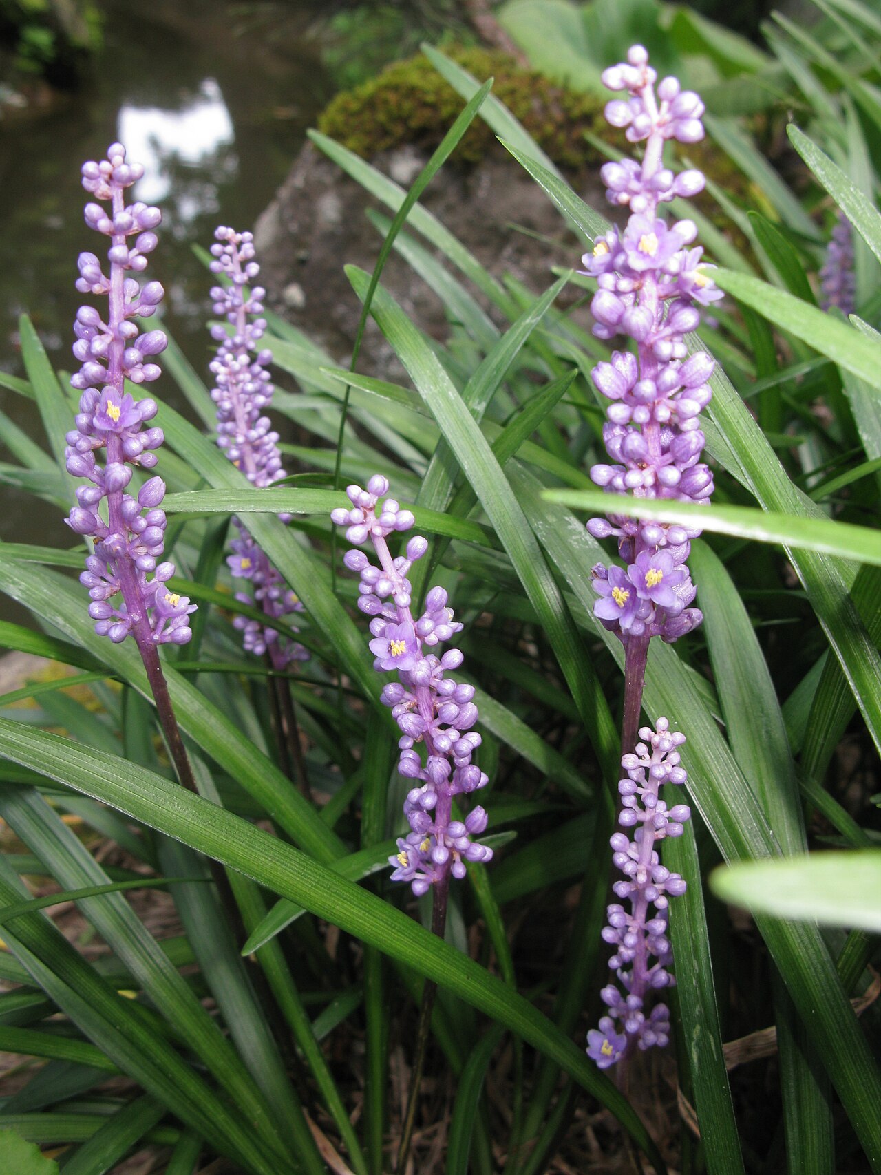 Liriope (lilyturf)