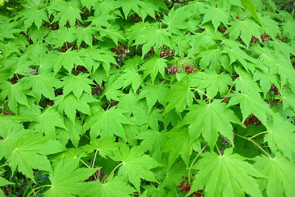 Acer sieboldianum (Siebold Maple) (alternate view 8)