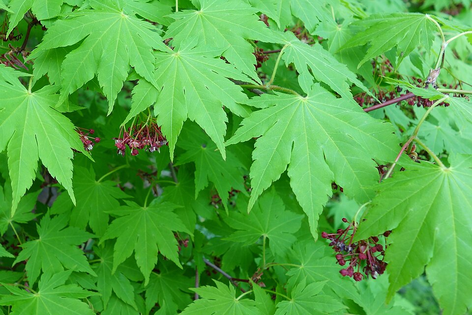 Acer sieboldianum (Siebold Maple) (alternate view 9)