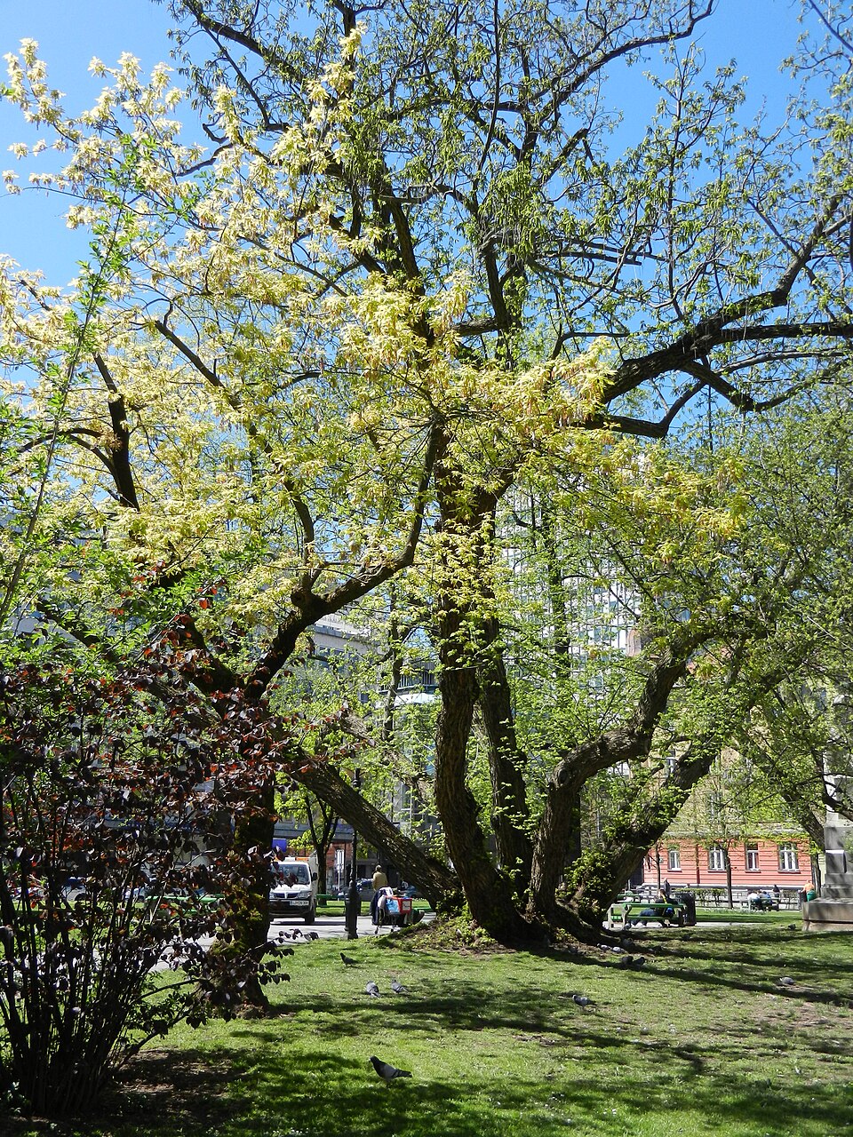 Pterocarya fraxinifolia (Caucasian Wingnut)