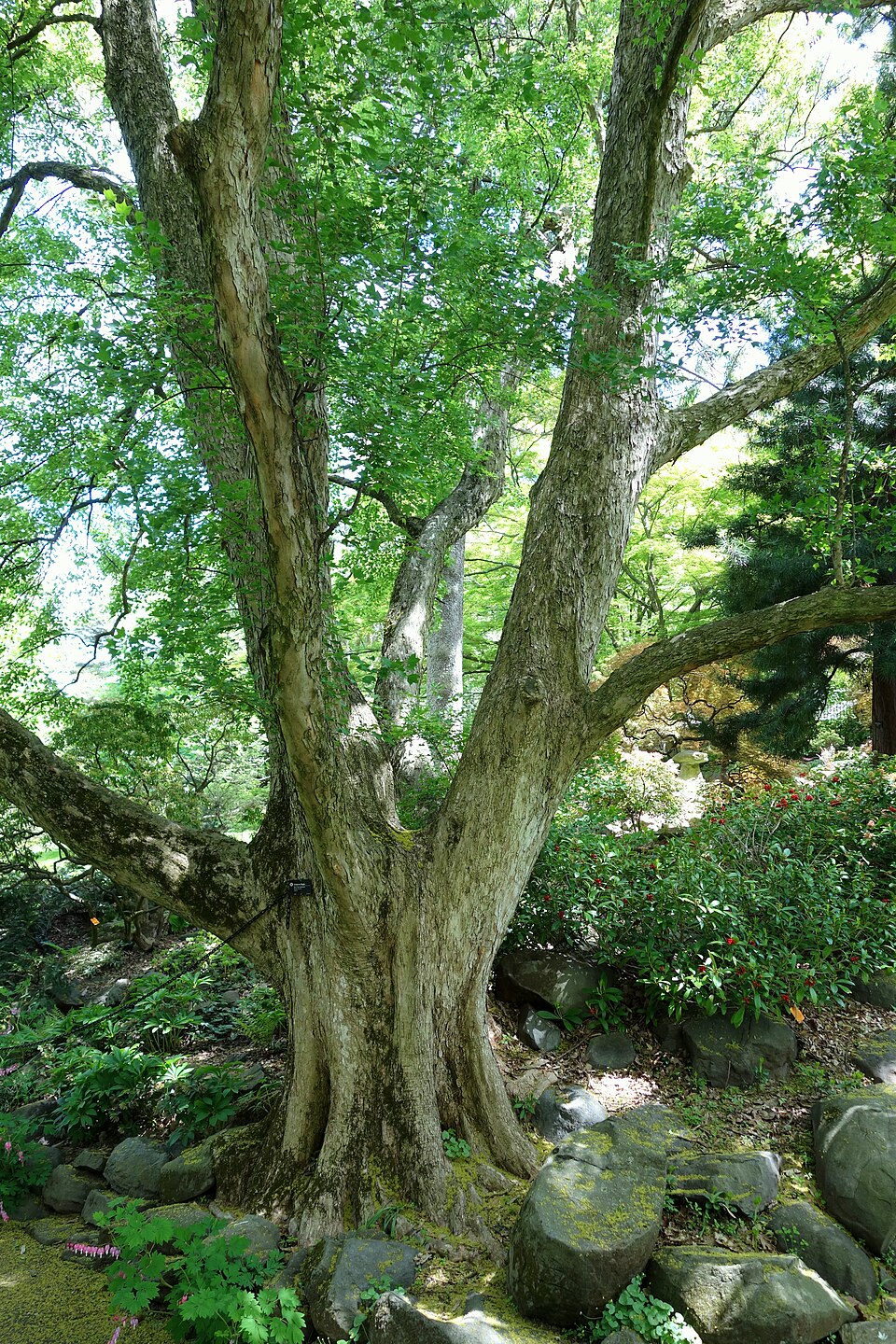 Acer buergerianum (Trident Maple) (alternate view 10)