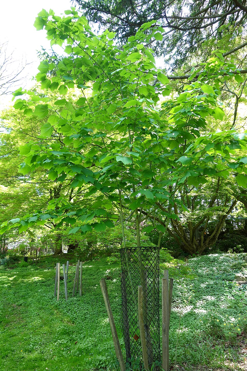 Acer tegmentosum (Manchurian Striped Maple)