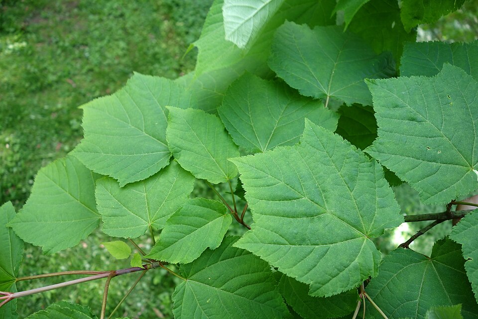 Acer tegmentosum (Manchurian Striped Maple)