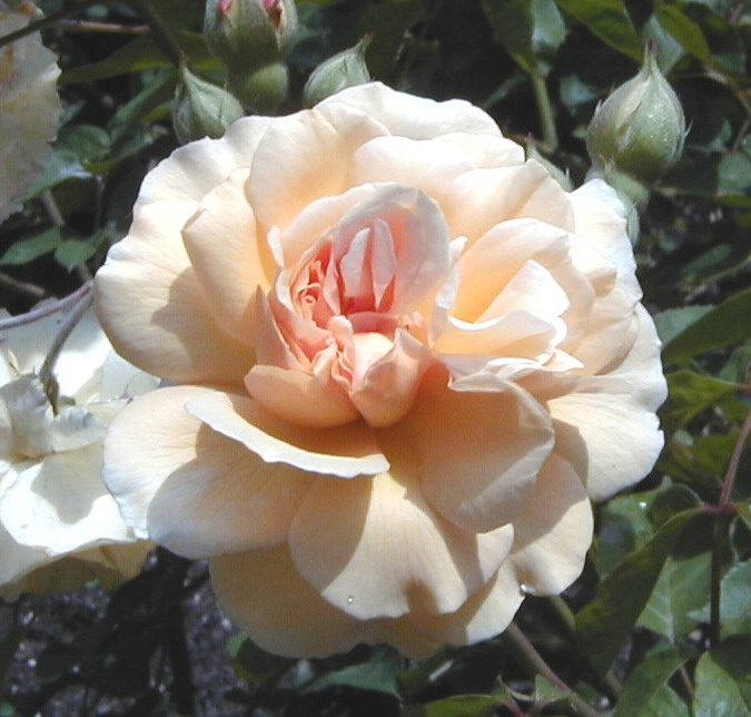 Rosa 'Buff Beauty' (Buff Beauty Rose)