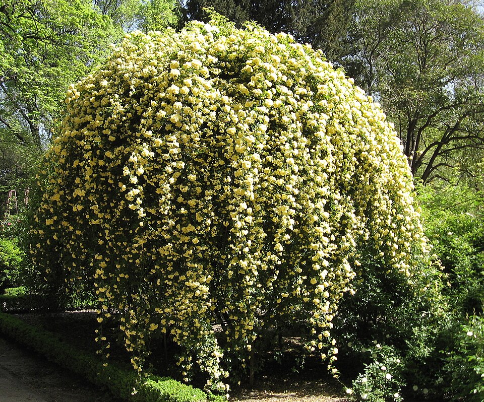 Rosa banksiae 'Lutea'