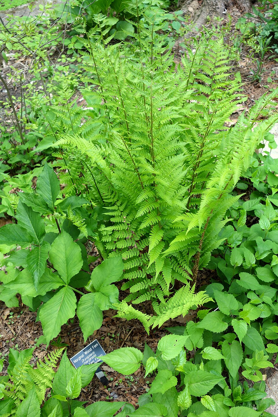 Dryopteris marginalis (marginal wood fern)