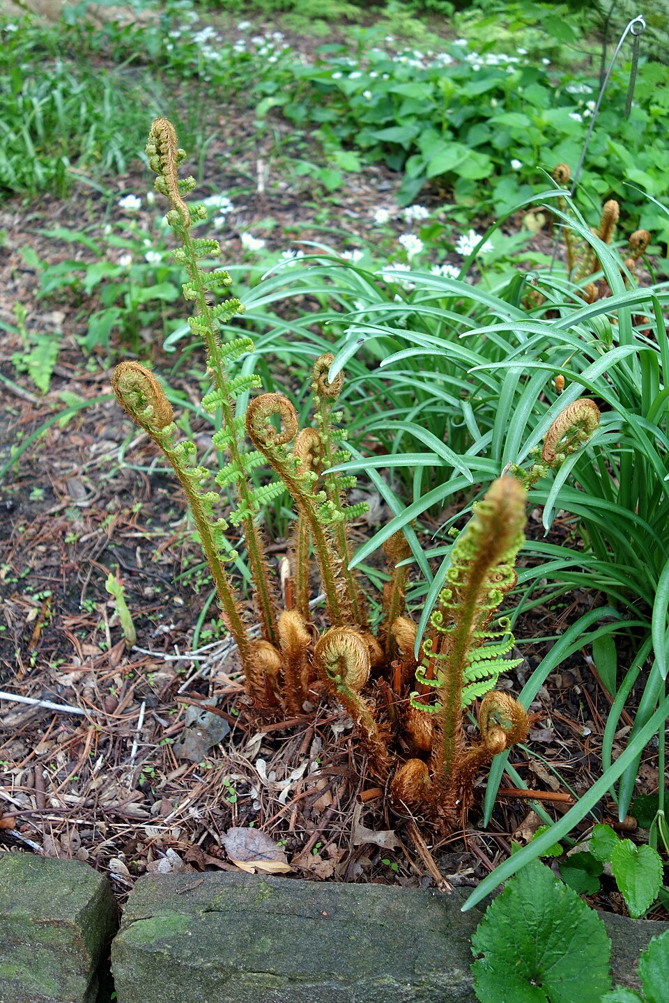 Dryopteris crassirhizoma (Thick-stemmed Wood Fern) (alternate view 8)