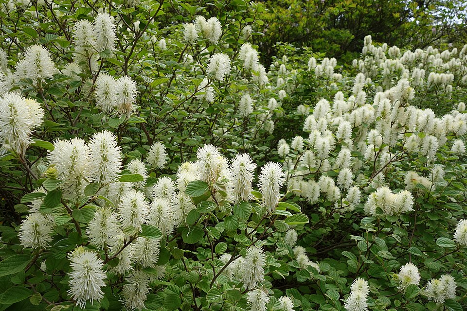 Fothergilla gardenii (dwarf fothergilla) (alternate view 9)