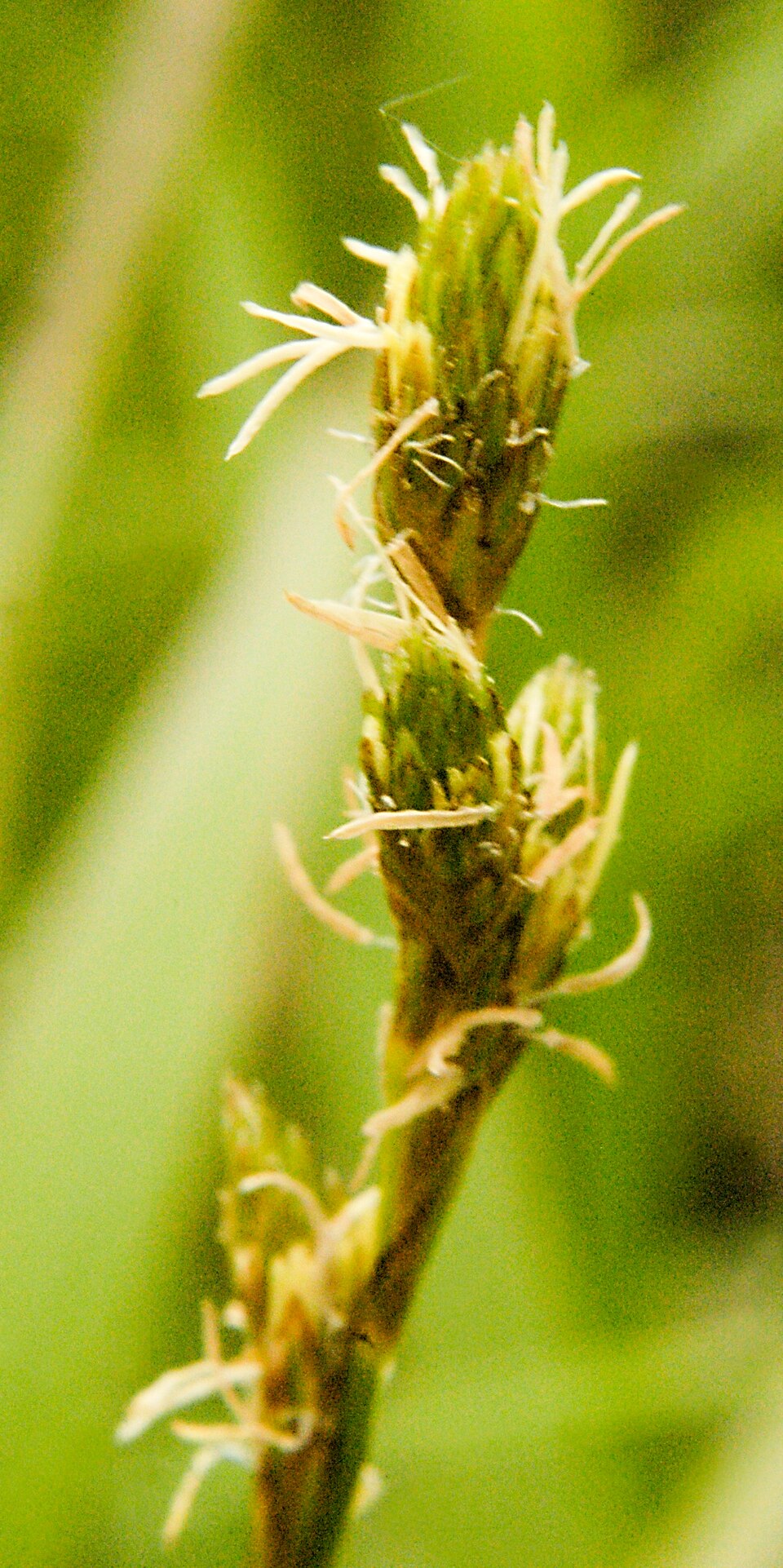 Carex bicknellii (Bicknell's Sedge) (alternate view 4)
