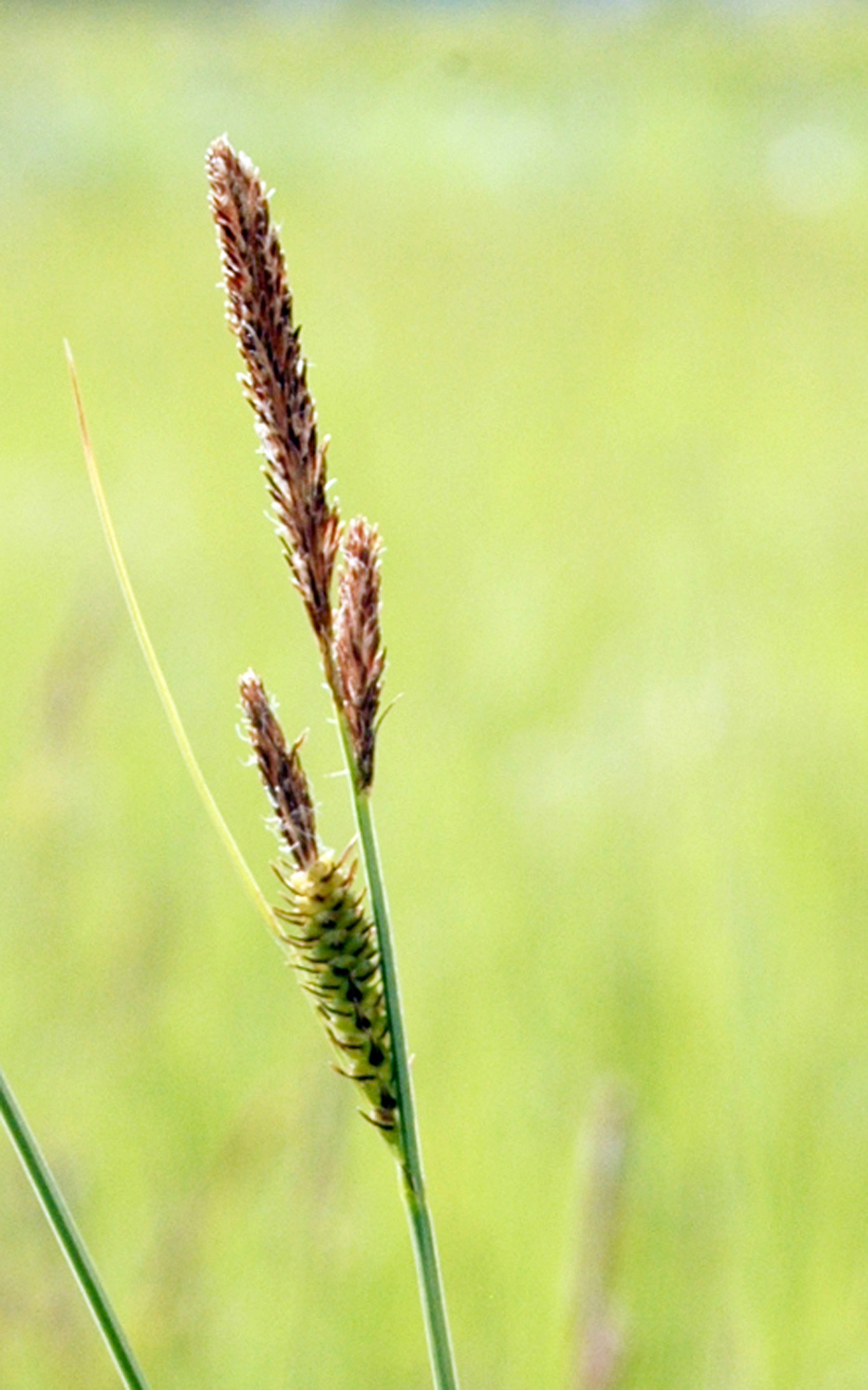 Carex stricta (Tussock Sedge) (alternate view 6)