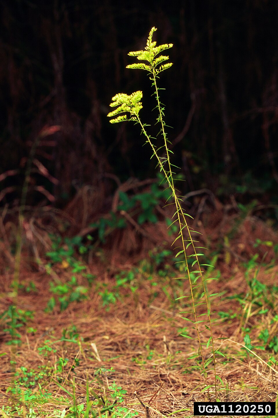 Solidago odora (Sweet Goldenrod) (alternate view 6)