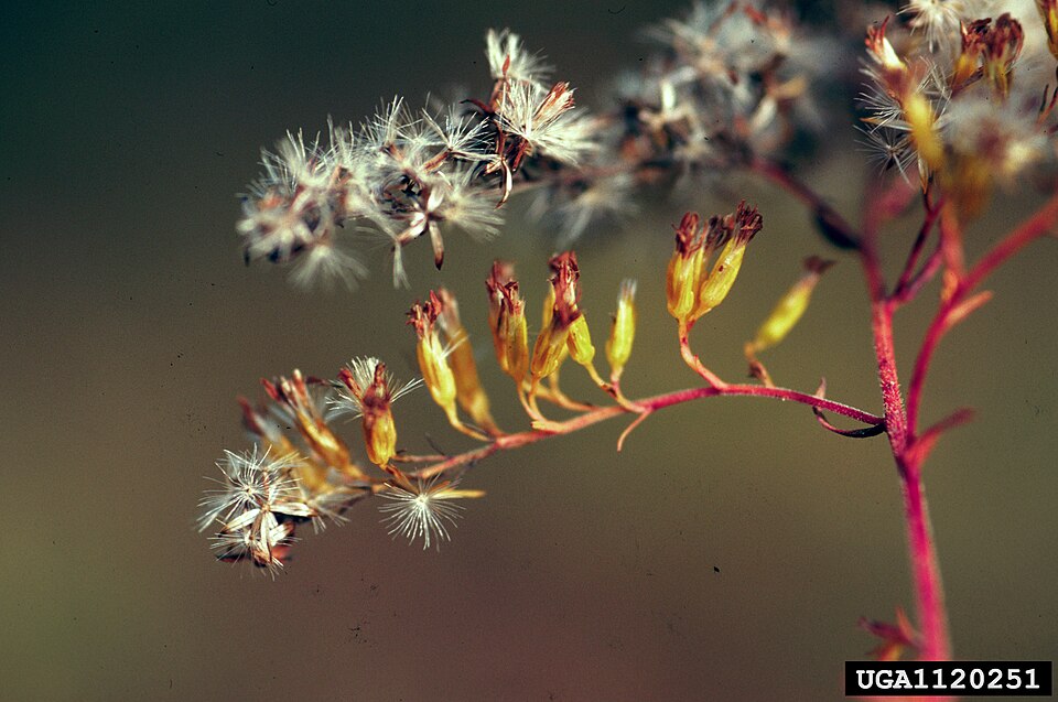 Solidago odora (Sweet Goldenrod) (alternate view 7)