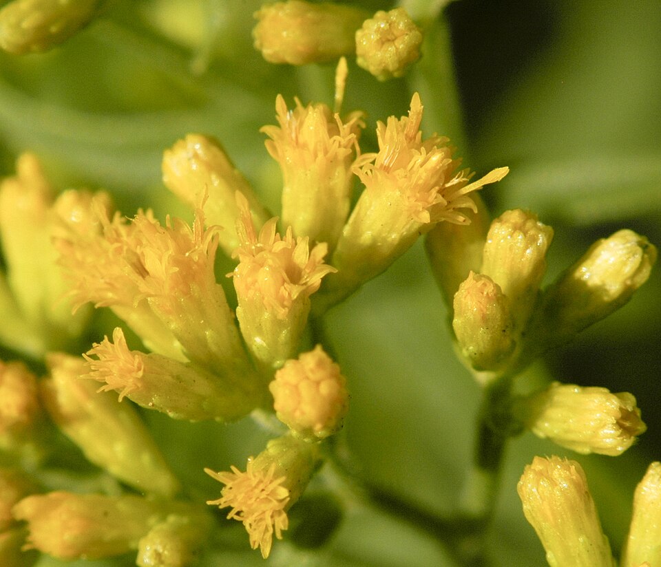 Euthamia graminifolia (flat-topped goldenrod)