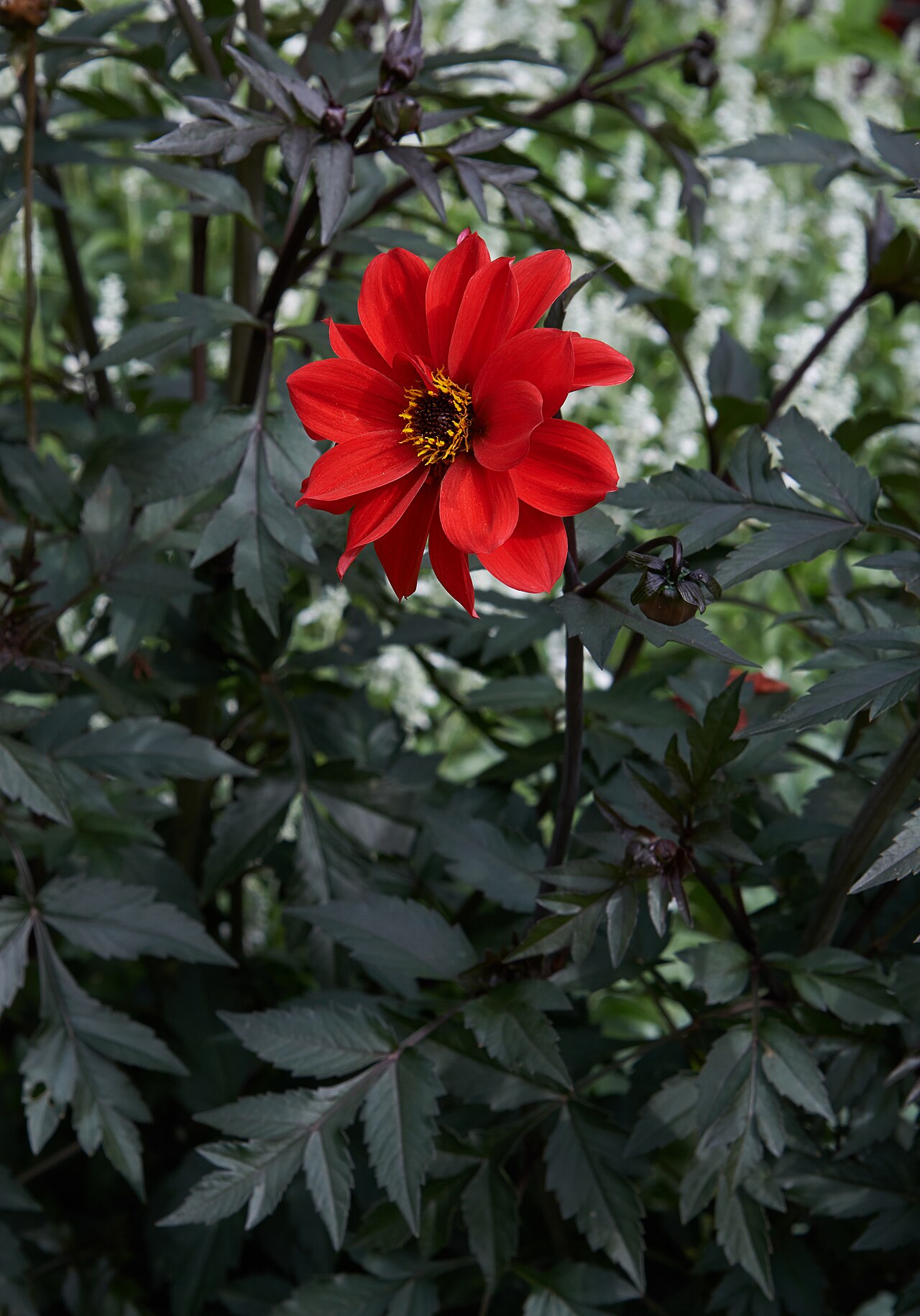 Dahlia 'Bishop of Llandaff', Dahlia 'Bishop of Llandaff' — upright deciduous (Asteraceae) (image 9 of 10)