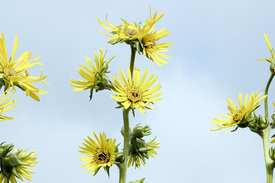 Silphium laciniatum (compass plant) (alternate view 8)