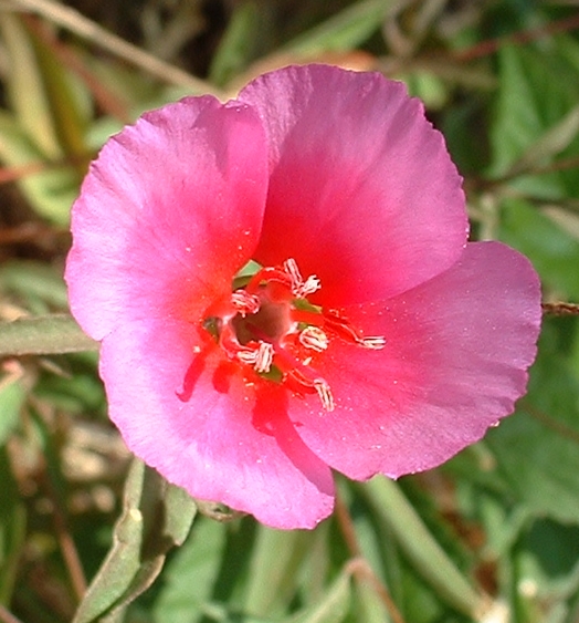 Clarkia amoena (Farewell-To-Spring) (alternate view 3)