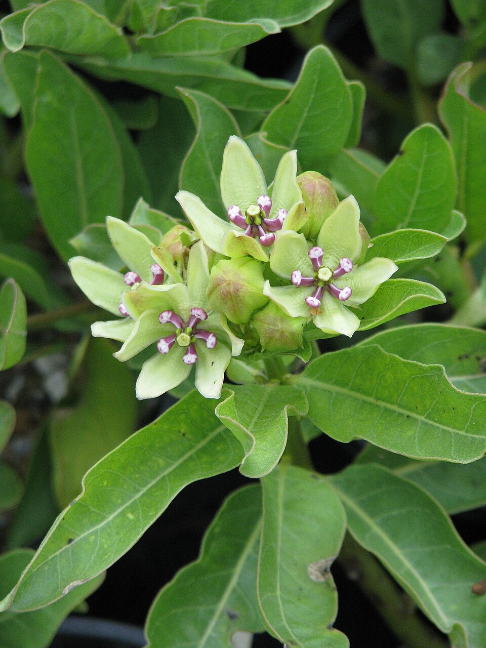 Asclepias viridis (green antelopehorns)