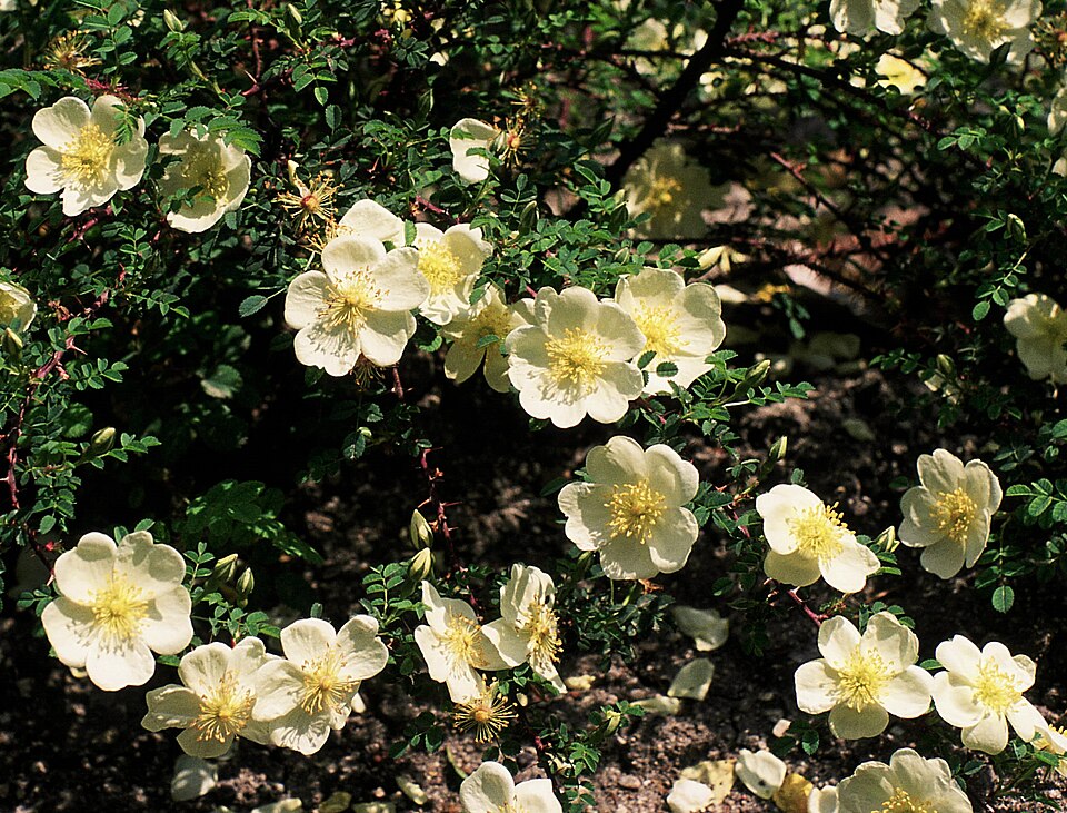 Rosa spinosissima 'Dunwich Rose'