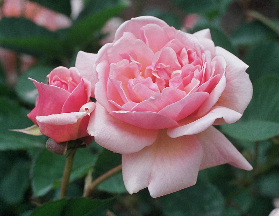 Rosa 'Felicia' (Felicia Rose) (alternate view 2)