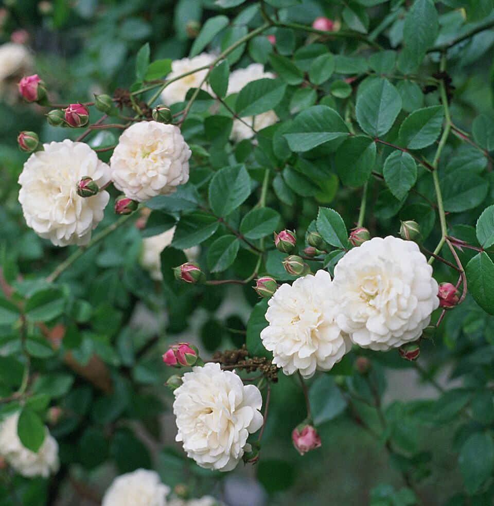 Rosa 'Félicité et Perpétue' (Felicite et Perpetue)