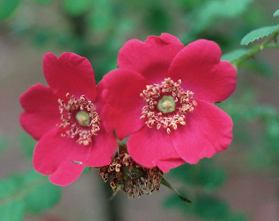 Rosa 'Geranium'
