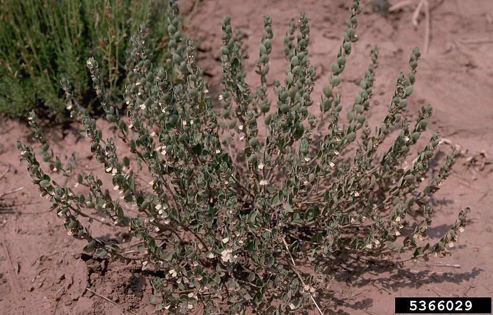 Scutellaria (skullcaps)