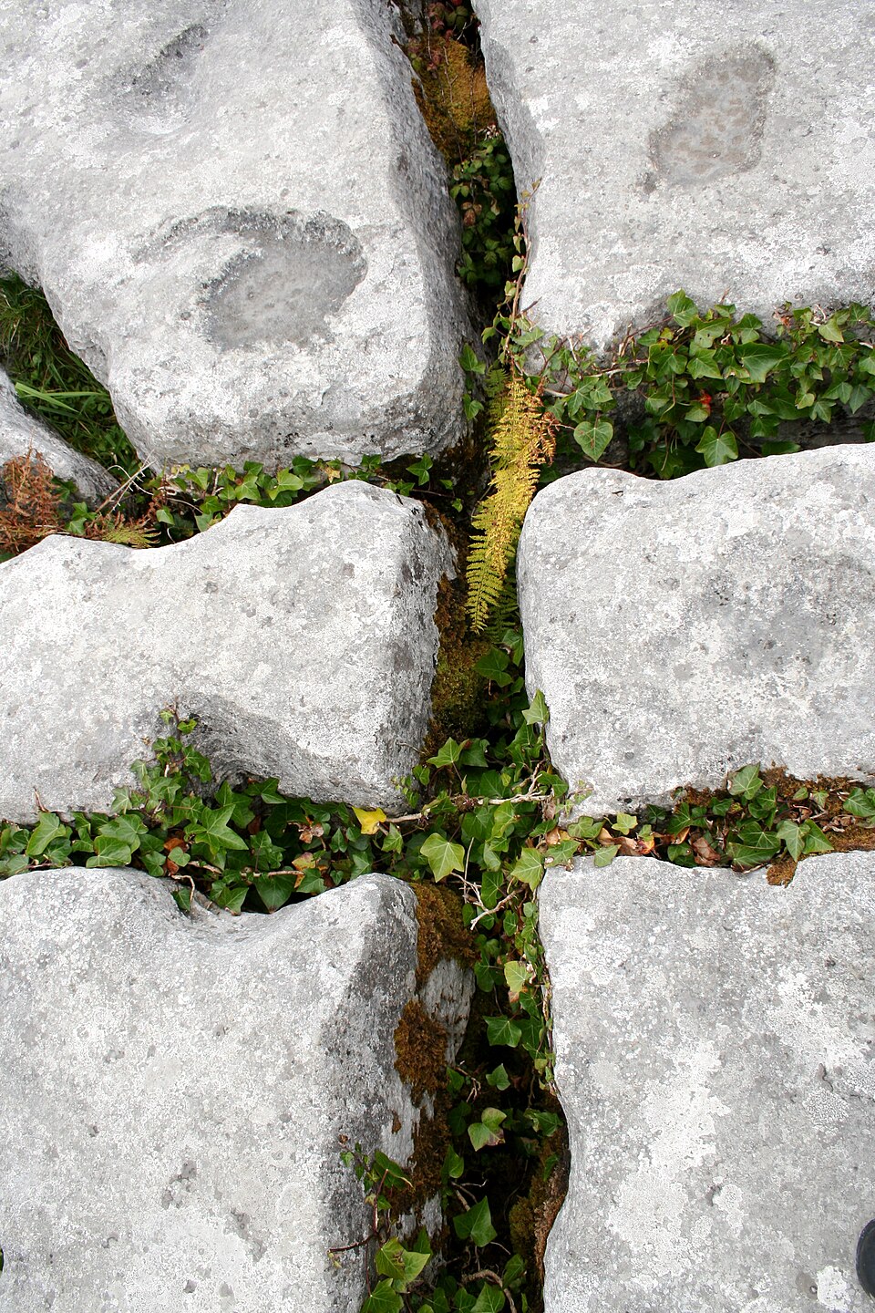 Hedera helix (English Ivy) (alternate view 10)