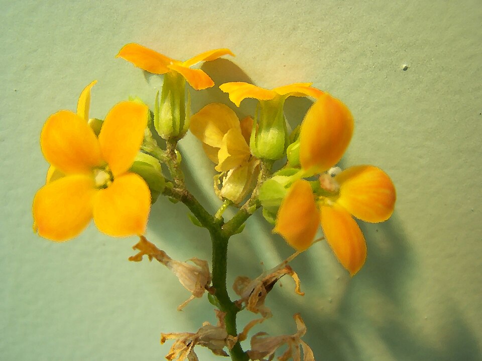 Kalanchoe (Kalanchoes)