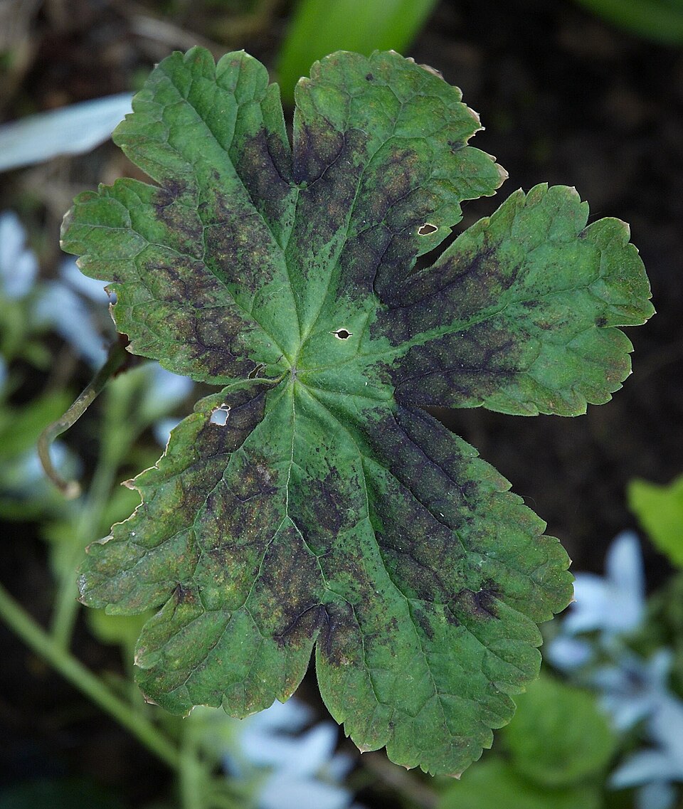 Geranium phaeum 'Samobor' (Samobor Geranium) (alternate view 2)