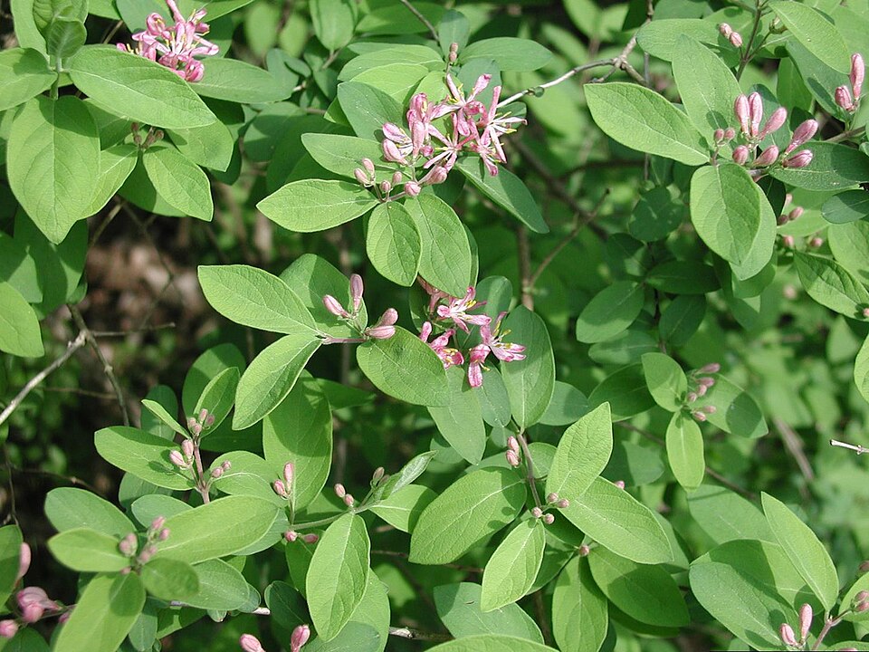 Lonicera × bella (showy fly honeysuckle) (alternate view 2)