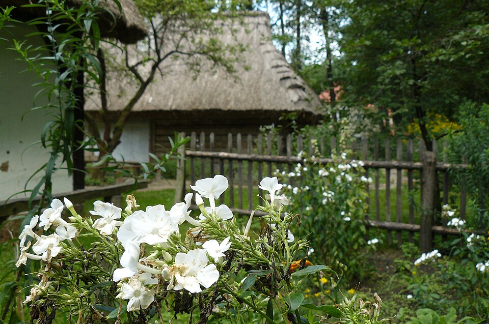 Phlox paniculata spp. (Tall Phlox Mix) (alternate view 13)