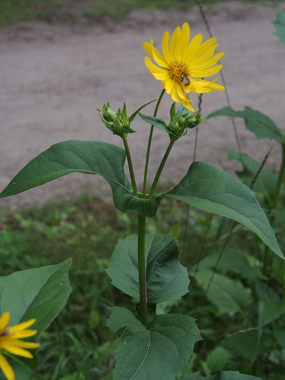Silphium perfoliatum (cup plant)