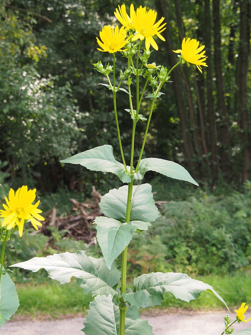 Silphium perfoliatum (cup plant)