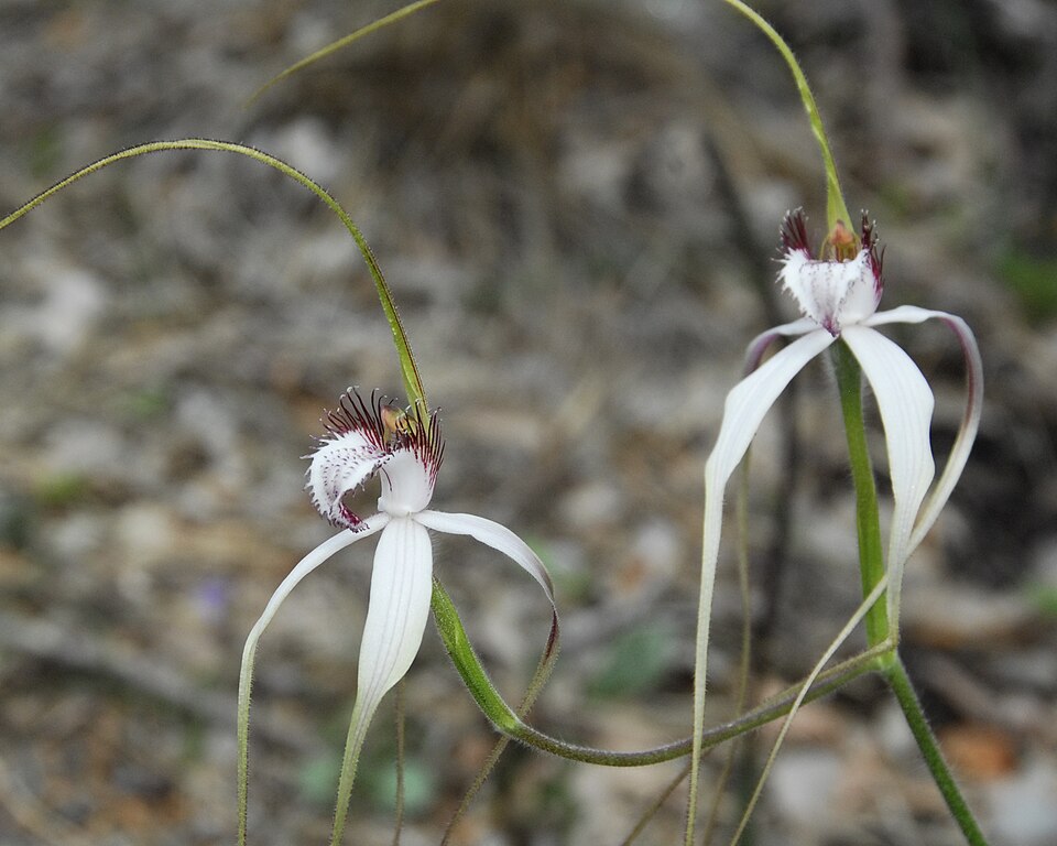 Caladenia longicauda (White Spider Orchid) (alternate view 3)