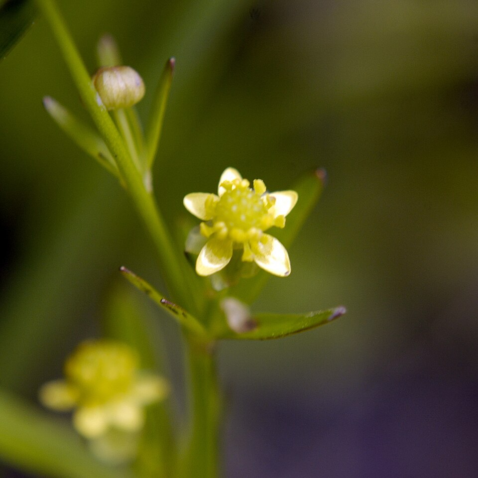 Ranunculus abortivus (small-flowered buttercup)