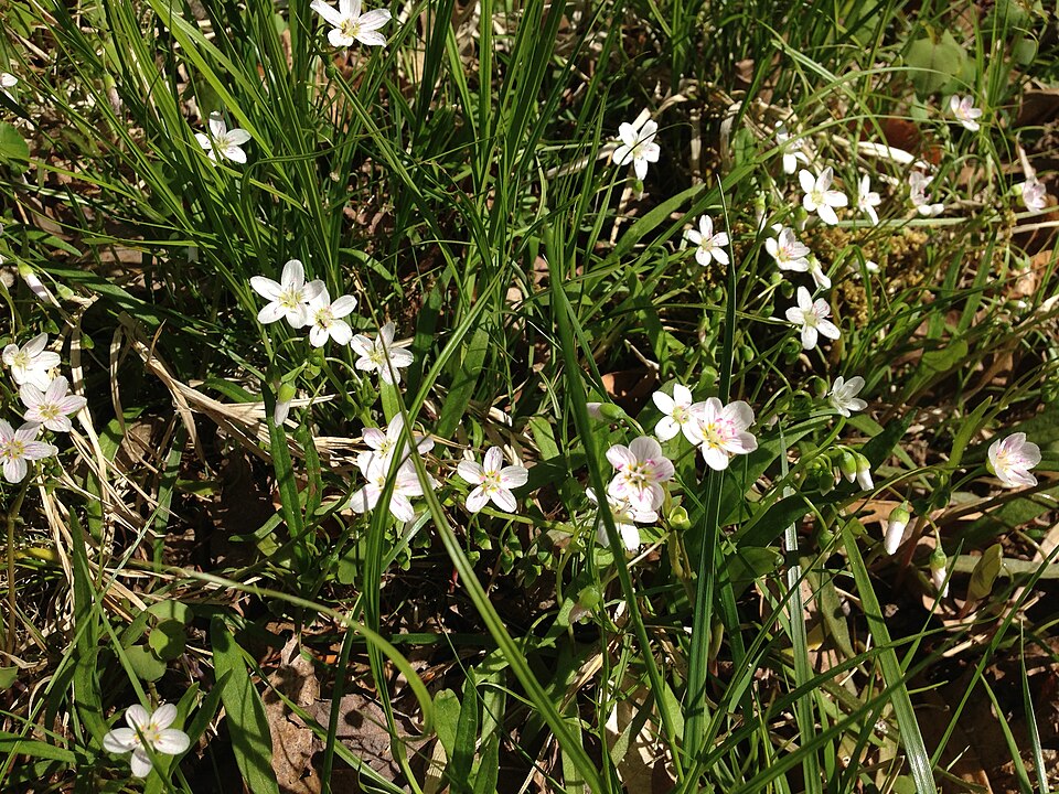 Claytonia caroliniana (Carolina Springbeauty) (alternate view 3)