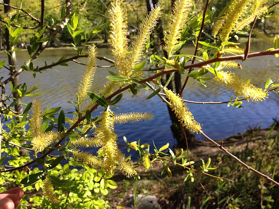 Salix nigra (black willow)