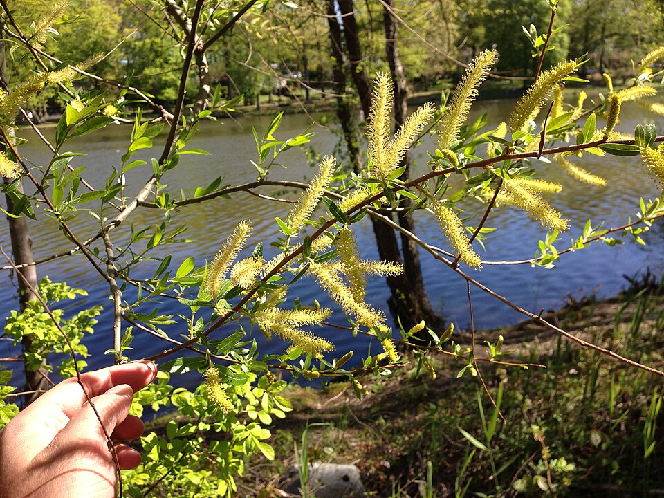 Salix nigra (black willow)