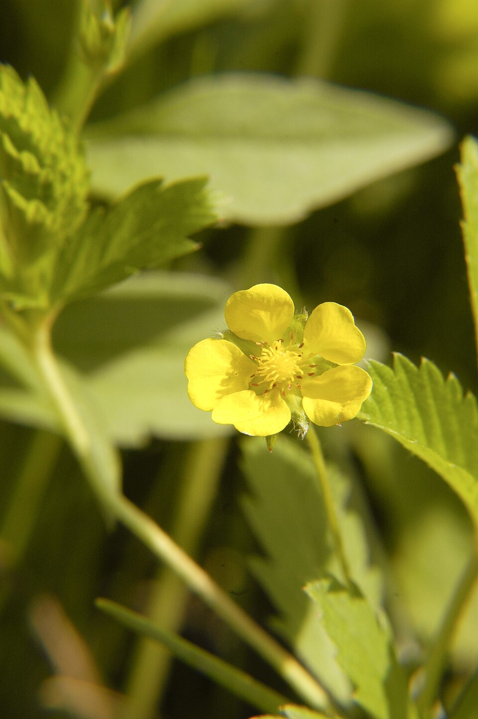 Potentilla simplex (common cinquefoil) (alternate view 2)