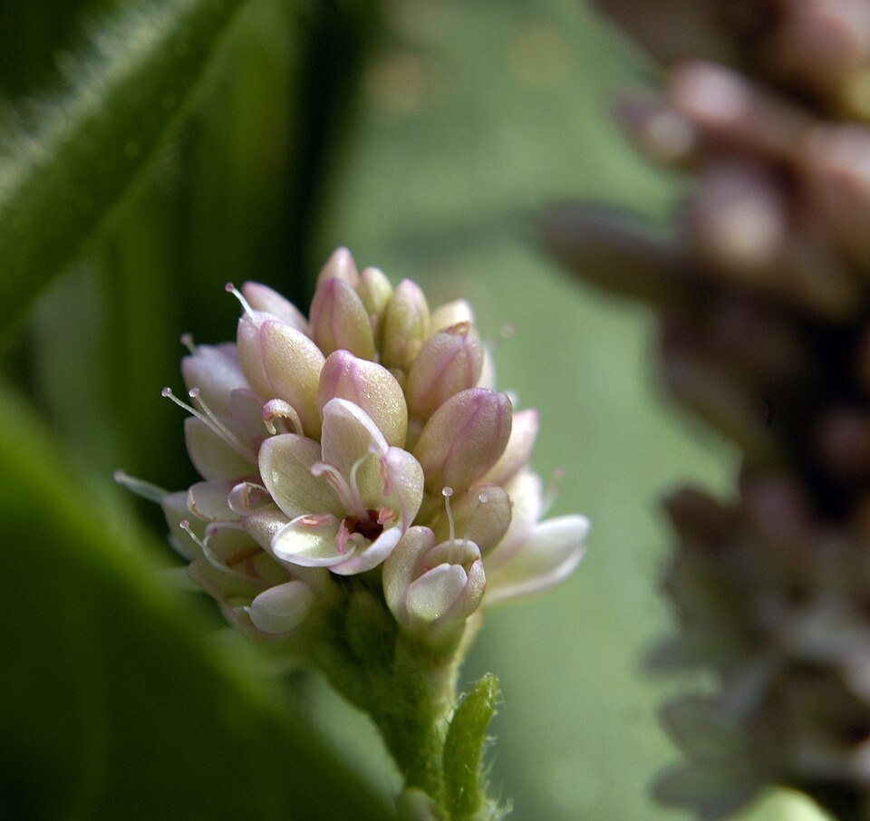 Persicaria pensylvanica (pinkweed) (alternate view 6)