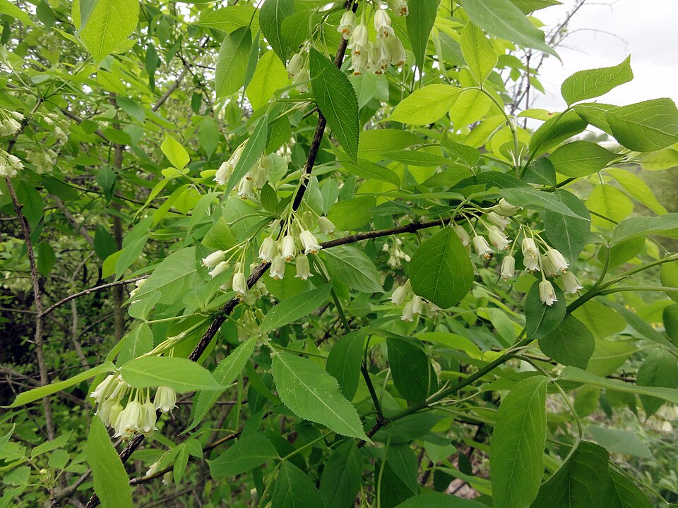 Staphylea trifolia (American bladdernut) (alternate view 5)