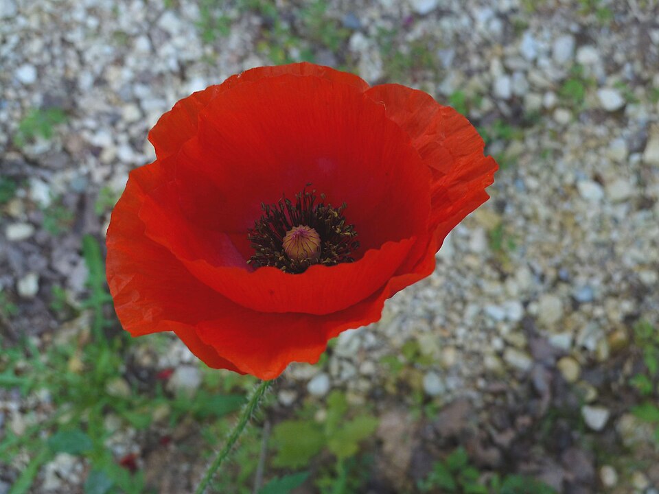 Papaver orientale (Oriental poppy) (alternate view 10)
