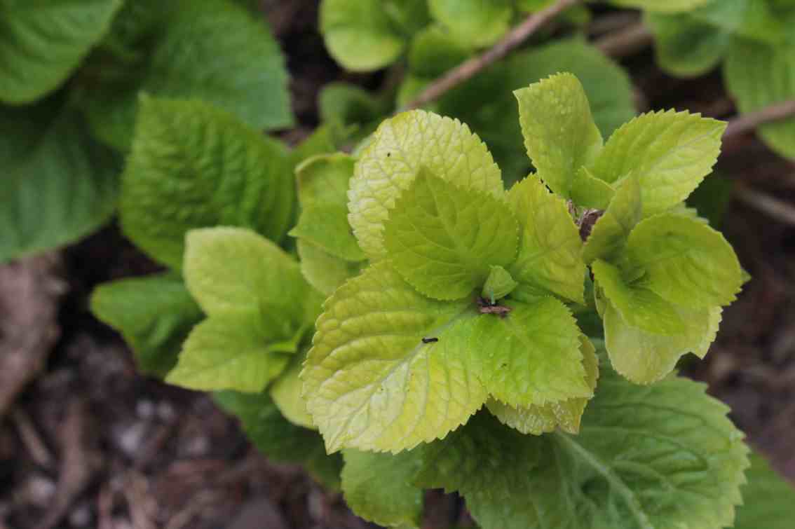 Hydrangea arborescens, Smooth hydrangea — mounding deciduous (Hydrangeaceae) (image 9 of 10)