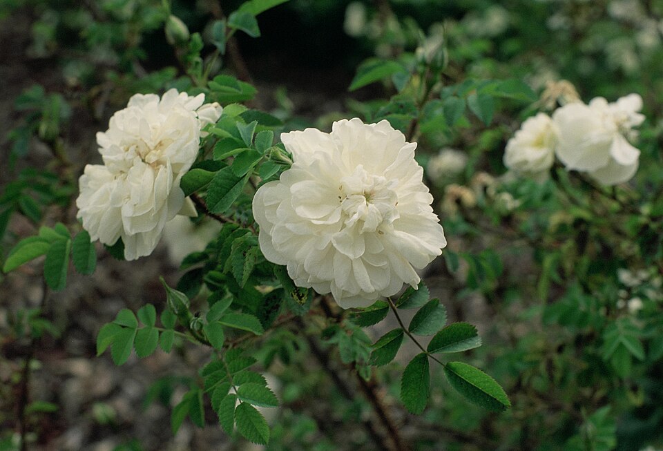 Rosa 'Stanwell Perpetual' (Stanwell Perpetual Rose)